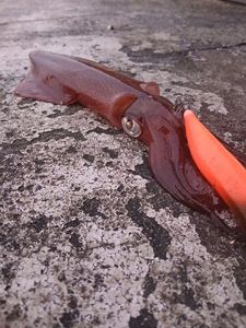 European Squid