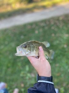 Largemouth Bass