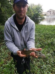 Northern Pike