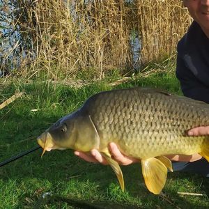 Common Carp