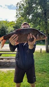 Common Bream