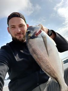 Gilthead Seabream