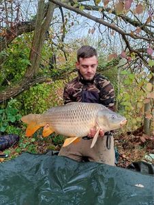Common Carp