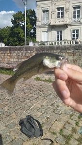 Largemouth Bass