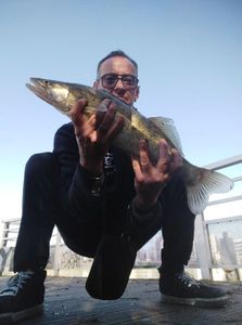 Zander