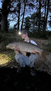 Common Carp