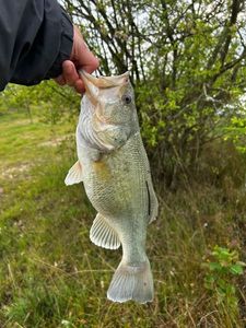 Largemouth Bass