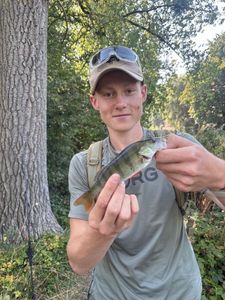 European Perch