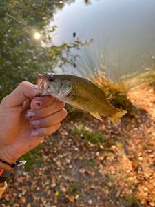 Largemouth Bass