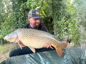 Common Carp