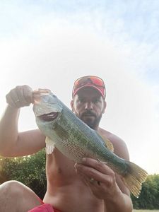 Largemouth Bass