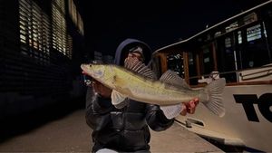 Zander