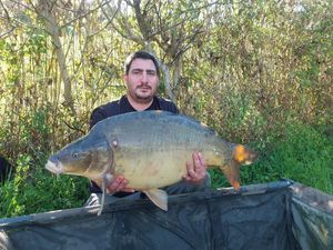 Mirror Carp