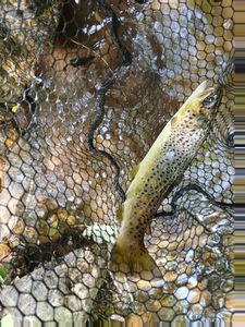 Brown Trout
