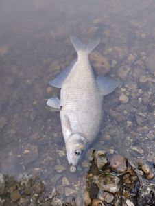 Common Bream