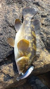 Ballan Wrasse