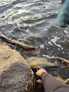 Common Bream
