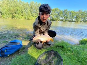 Common Carp
