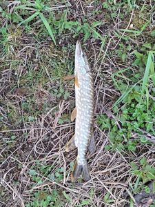 Northern Pike