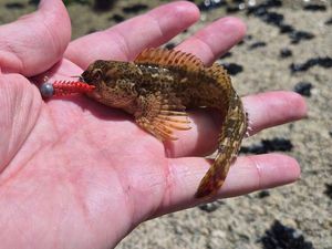 Round Goby