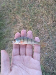 European Perch