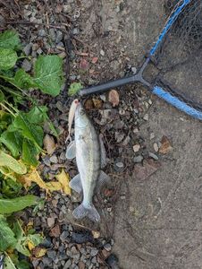 Zander