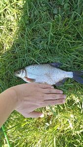 White bream