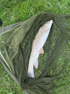 Barbel