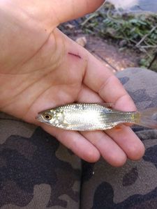 Roach