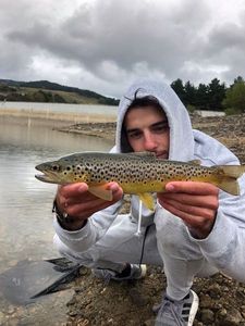 Brown Trout