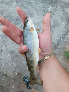 Brown Trout