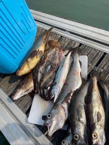 Whiting