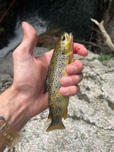 Brown Trout