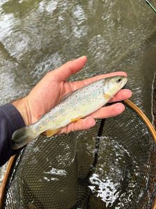 Brown Trout