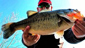 Largemouth Bass