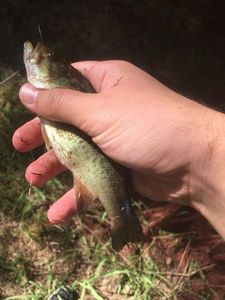 Largemouth Bass