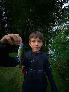 European Perch