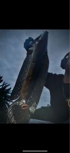 Snakehead