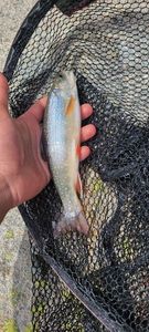 Brook Trout