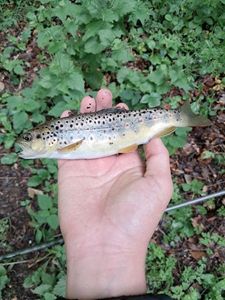 Brown Trout