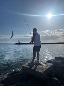 European Bass (Seabass)