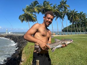 Crucifix Sea Catfish