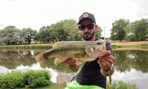 Largemouth Bass