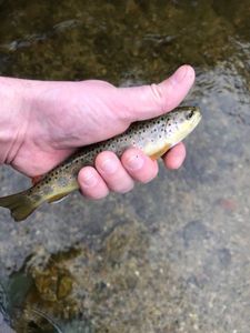 Brown Trout