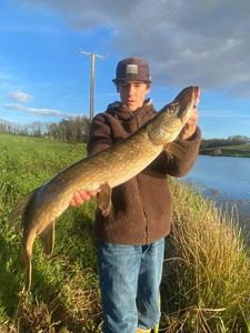 Northern Pike