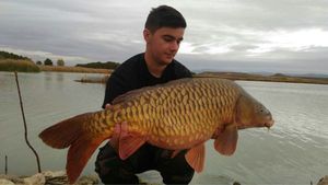 Common Carp
