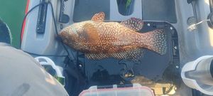 Ballan Wrasse