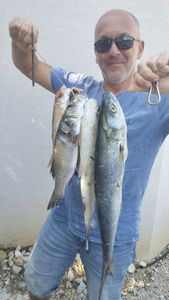 Bluefish