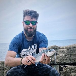 European Bass (Seabass)