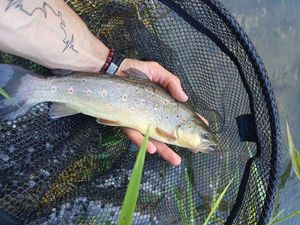 Brown Trout